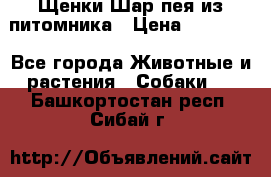 Щенки Шар пея из питомника › Цена ­ 25 000 - Все города Животные и растения » Собаки   . Башкортостан респ.,Сибай г.